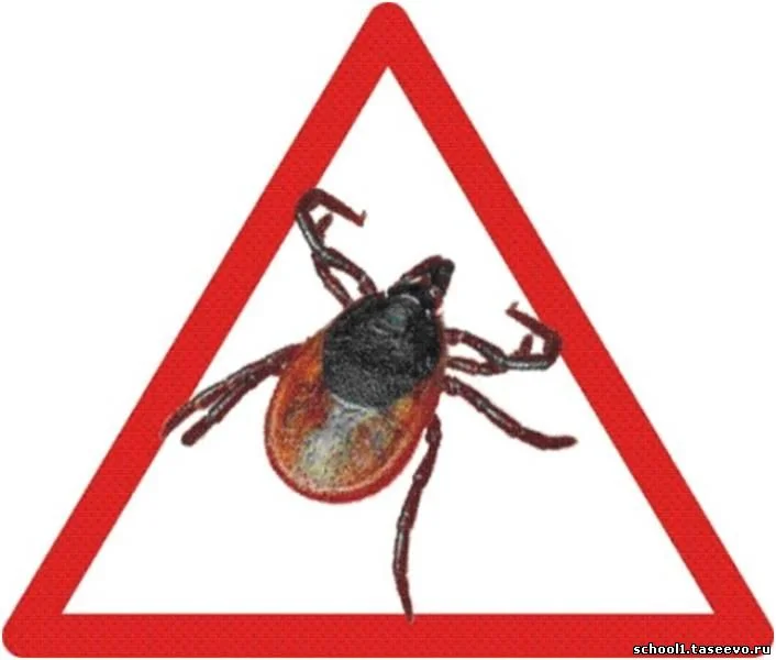 По вакцинации против клещевого энцефалита во взрослой поликлинике