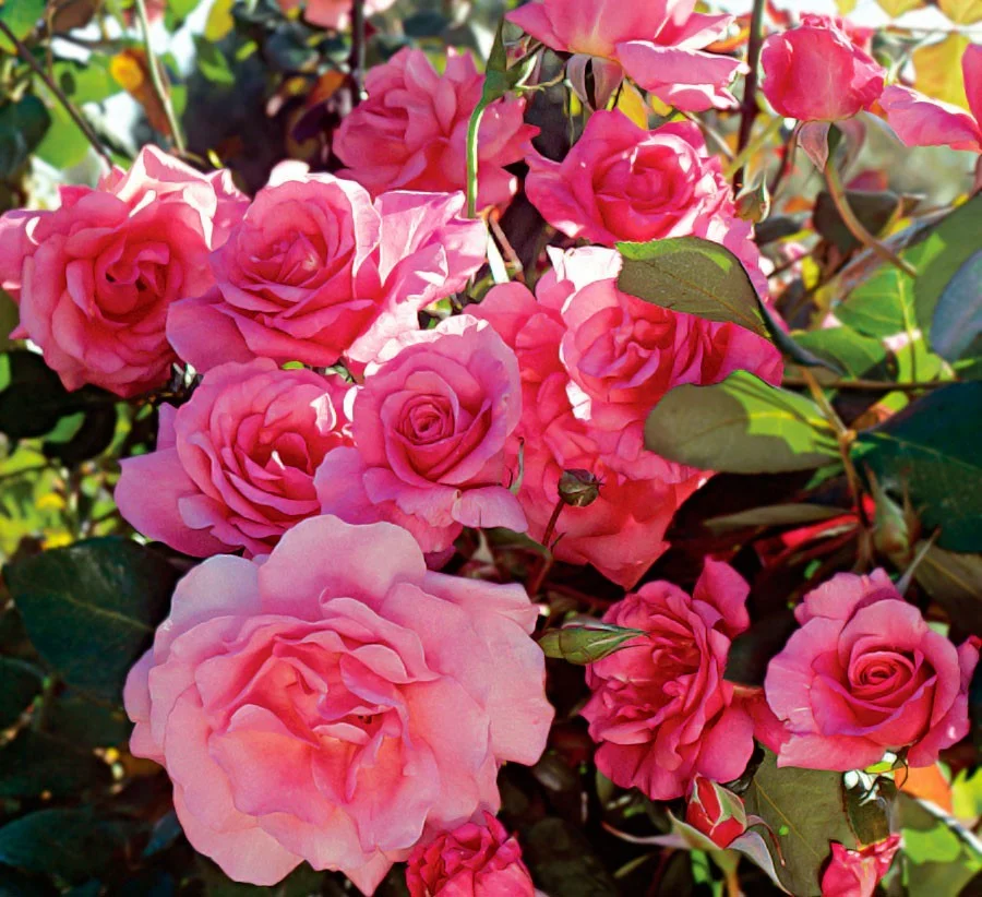 Министр здравоохранения региона Александр Кравченко поздравил коллег с Международным днем медицинской сестры