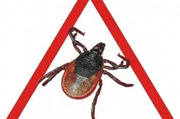 По вакцинации против клещевого энцефалита во взрослой поликлинике По вакцинации против клещевого энцефалита во взрослой поликлинике